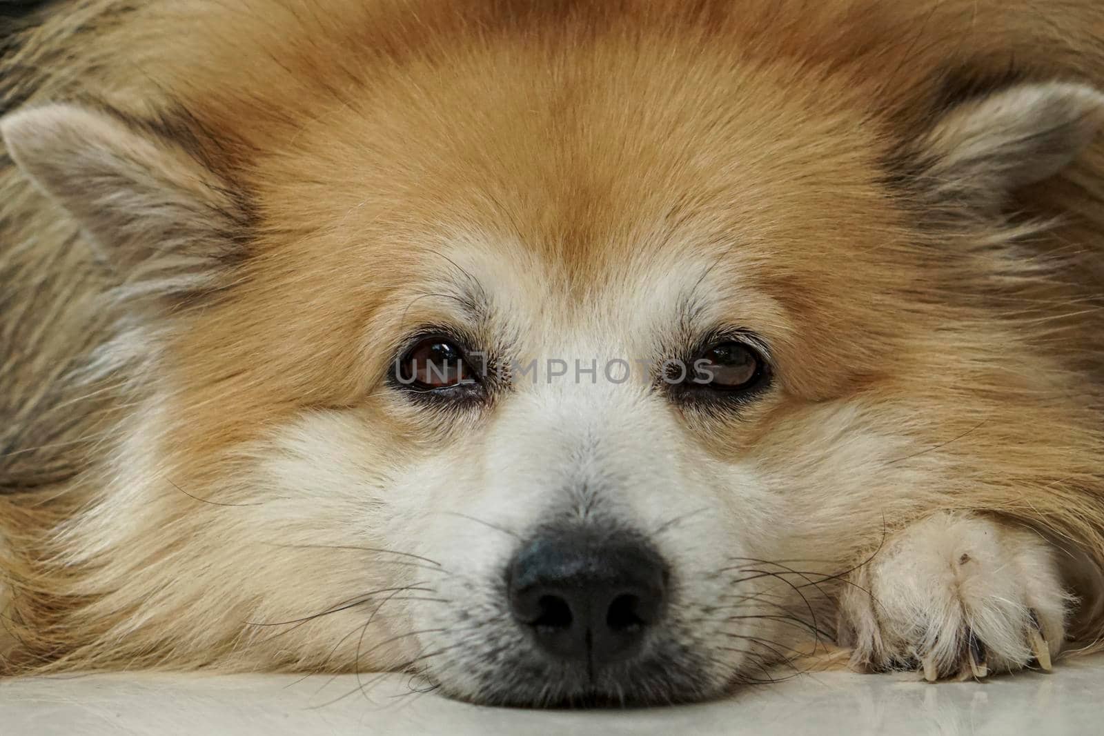 Brown fur dog It's lying down and looked at the front of it. Close up at the head