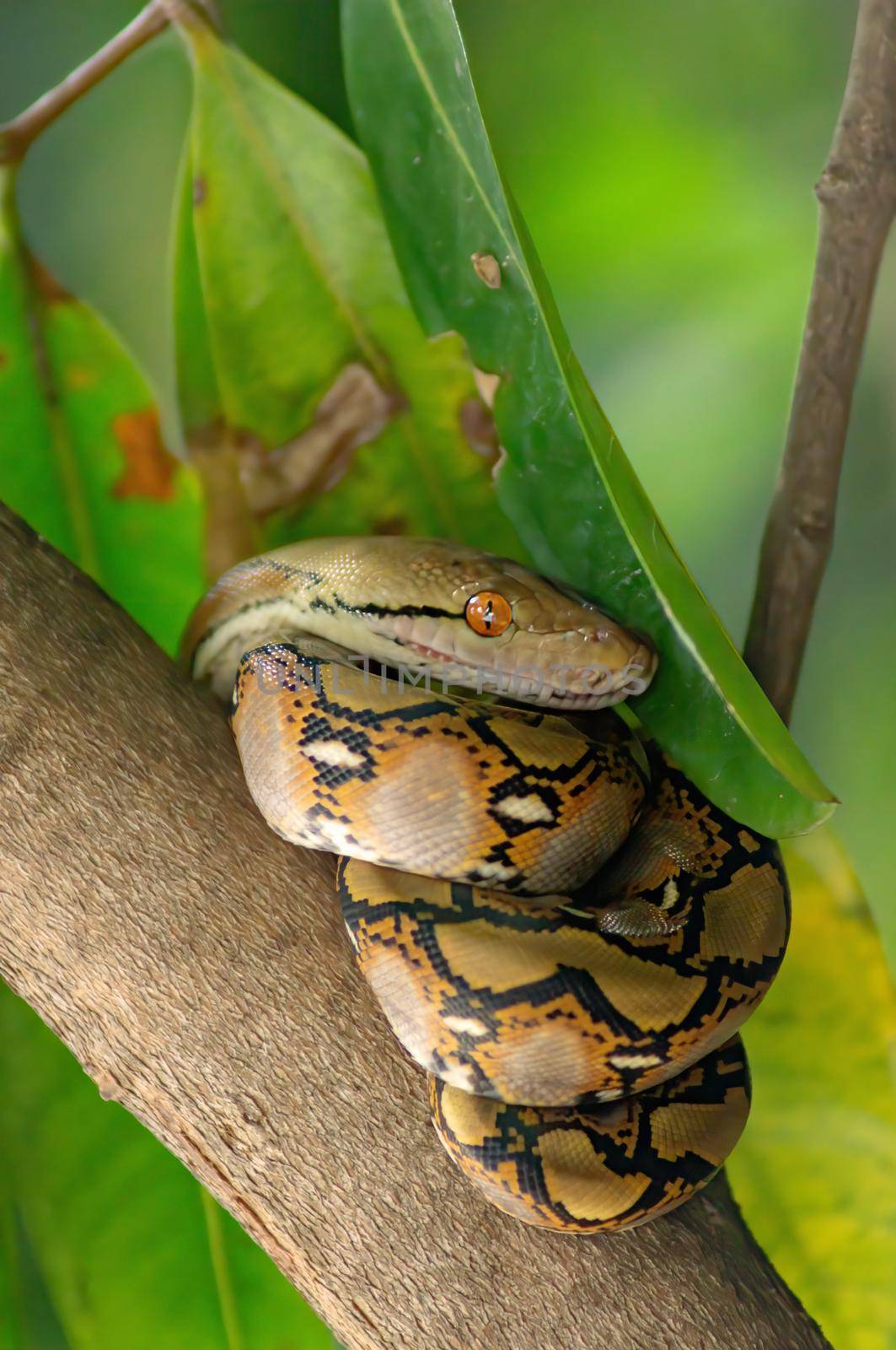 The child python curled on the branch of the mango tree. the background is green lief