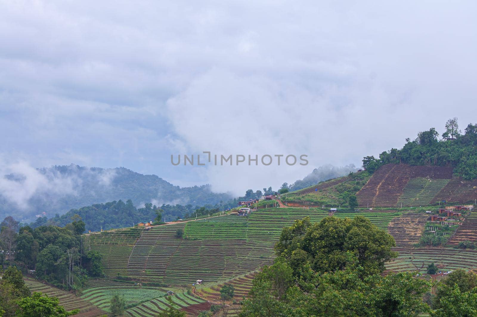 Planting the steps on the mountain, Farm pattern in the mountainous areas of northern Thailand Chiang Mai, Thailand