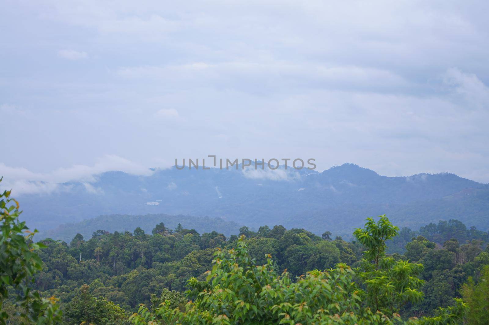 Fog on the mountain behind the green forest