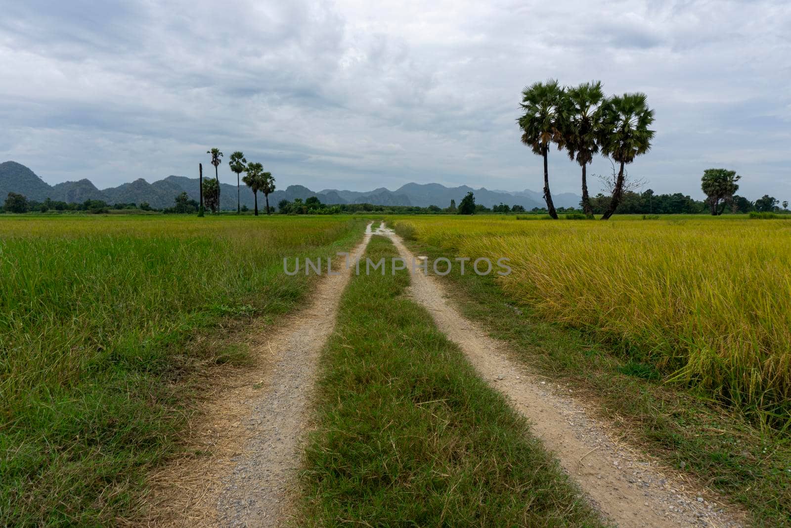 Rural roads are grassed-up in areas that have not been crushed. Both sides are rice fields. The backdrop in the mountain- Kanchanaburi, Thailand