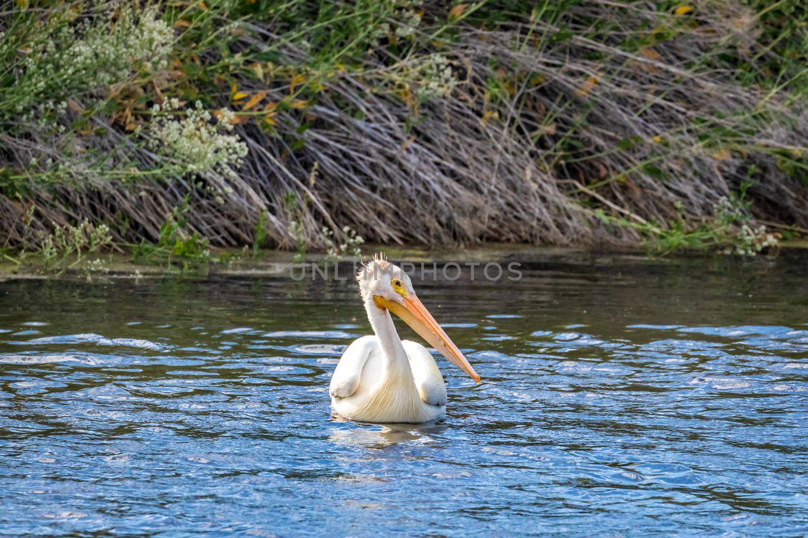 An American White Pelican swimming in water