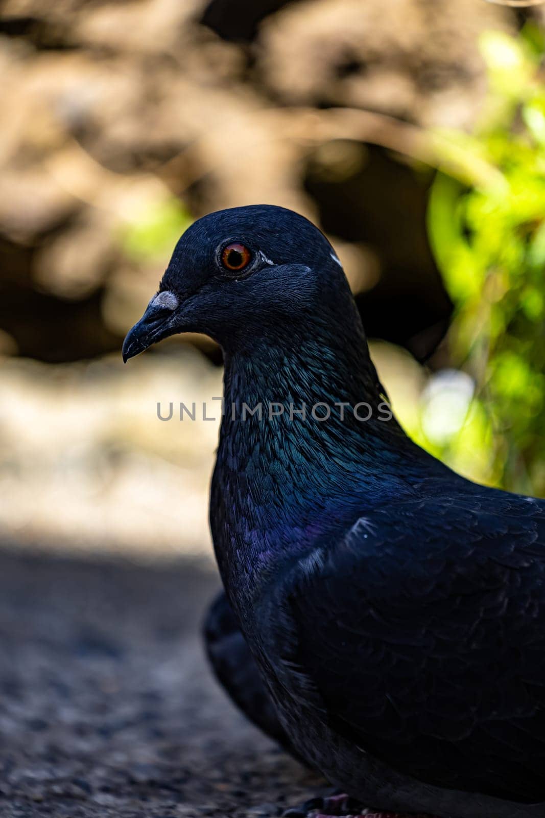 Close up portrait of beautiful pigeon with blurred background