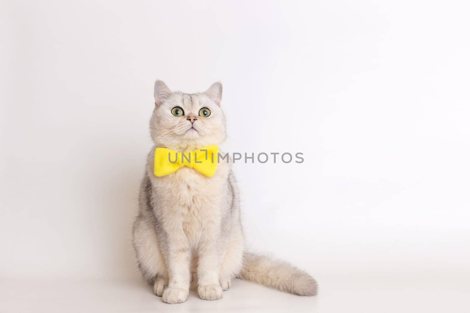 Cute white cat in a yellow bow tie, sitting on a white background, looks up. Copy space