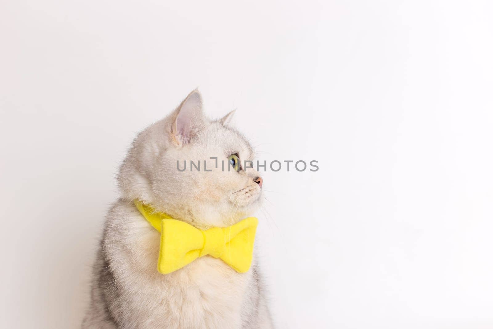 Profile a charming white cat in a yellow bow tie on a white background looks away. Close up. Copy space