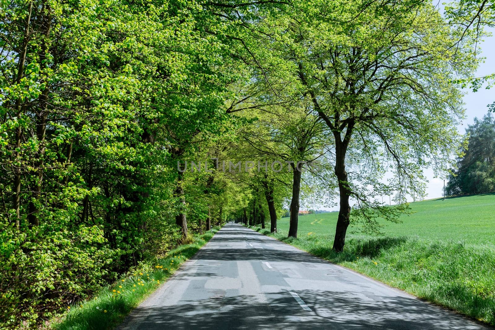 Straight empty asphalt road in green forest in spring or summer.