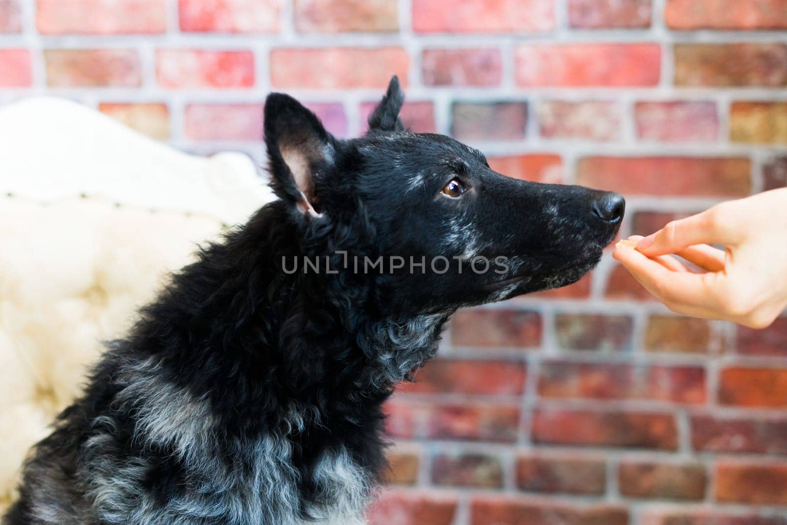 Man holds the dog's paw with love feeding mudi dog. On a brick background by Zelenin