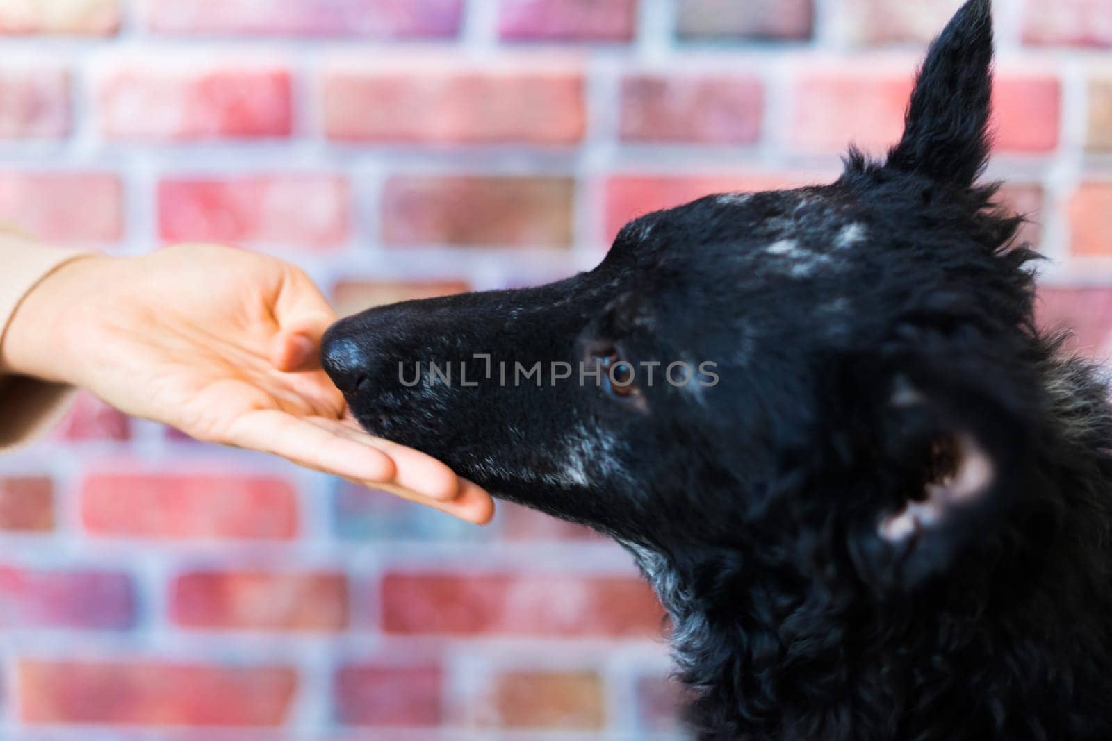 Man holds the dog's paw with love feeding mudi dog. On brick background