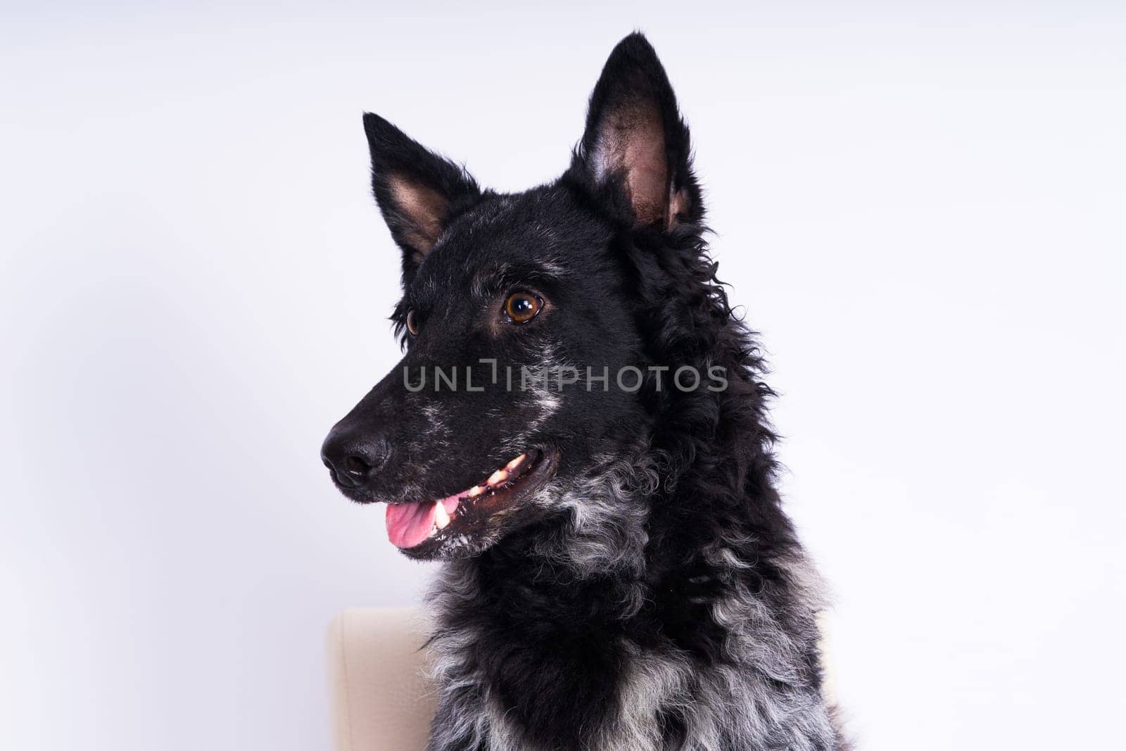 Black curly dog closeup portrait in studio, posing, smiling by Zelenin