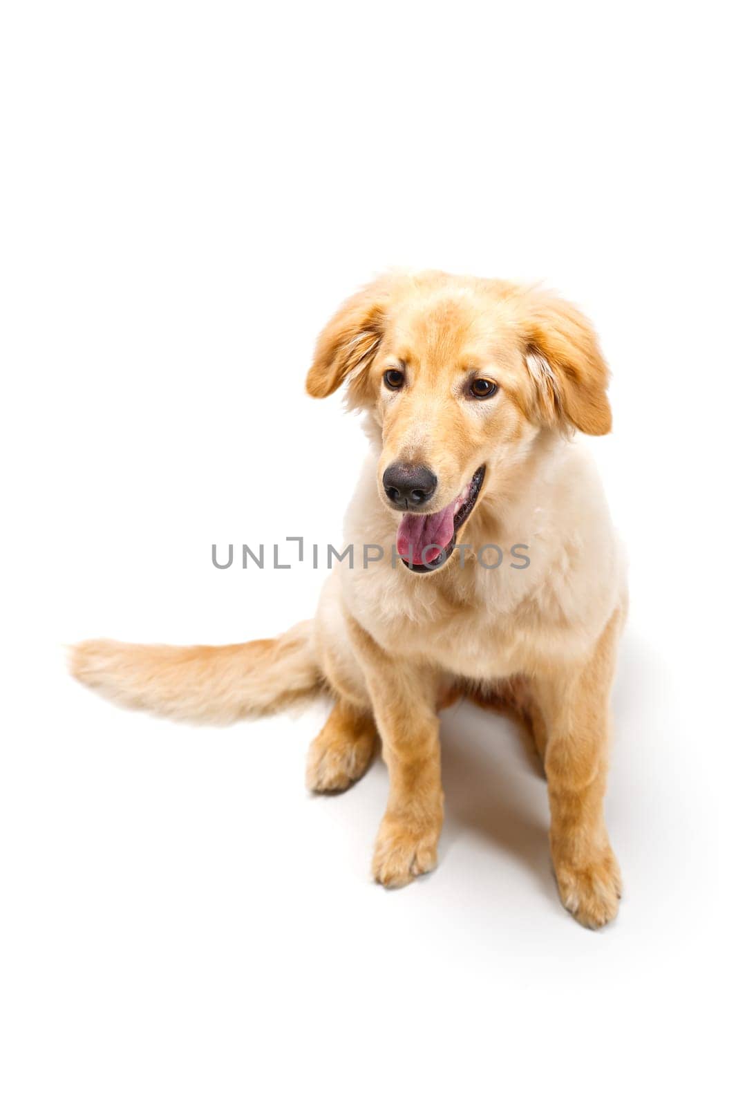 Isolated blond hovawart puppy. Studio shot of a cute Hovawart puppy. golden retriever puppy by PhotoTime