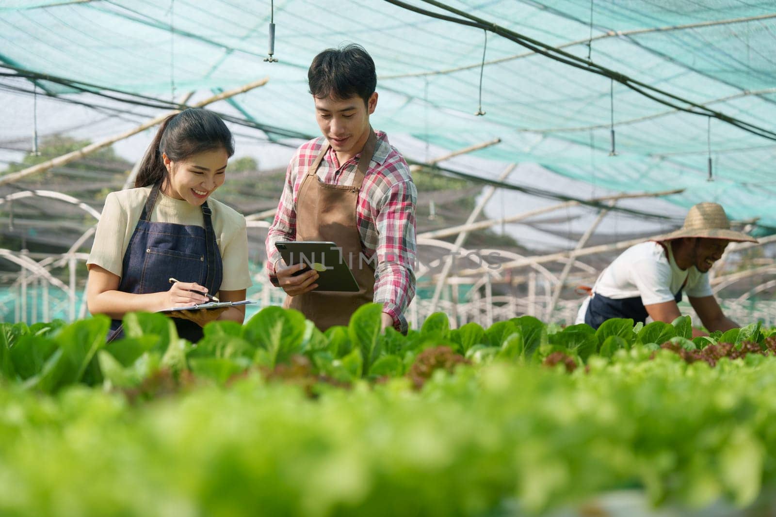 Businessperson or farmer checking hydroponic soilless vegetable in nursery farm. Business and organic hydroponic vegetable concept by itchaznong