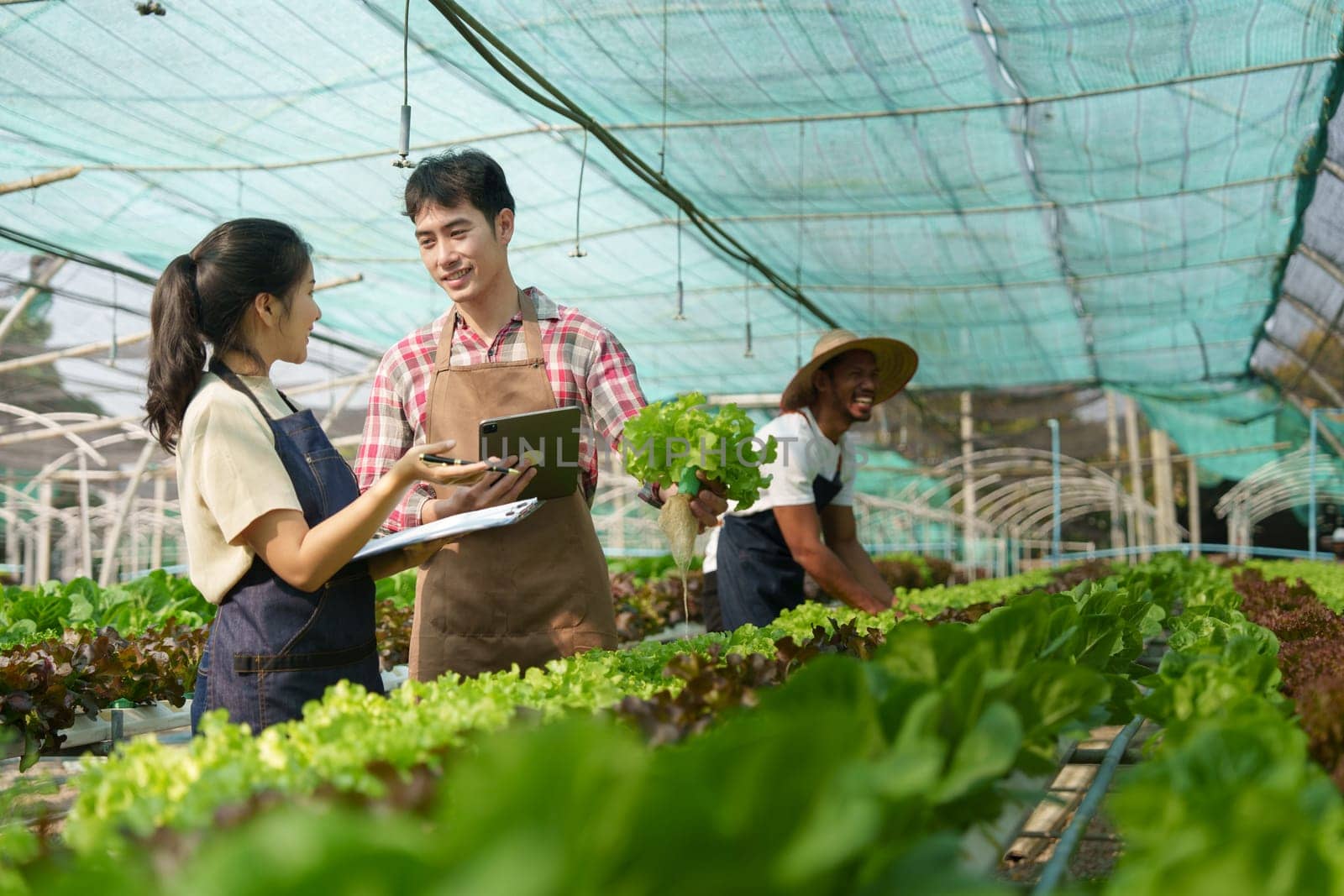 Businessperson or farmer checking hydroponic soilless vegetable in nursery farm. Business and organic hydroponic vegetable concept by itchaznong