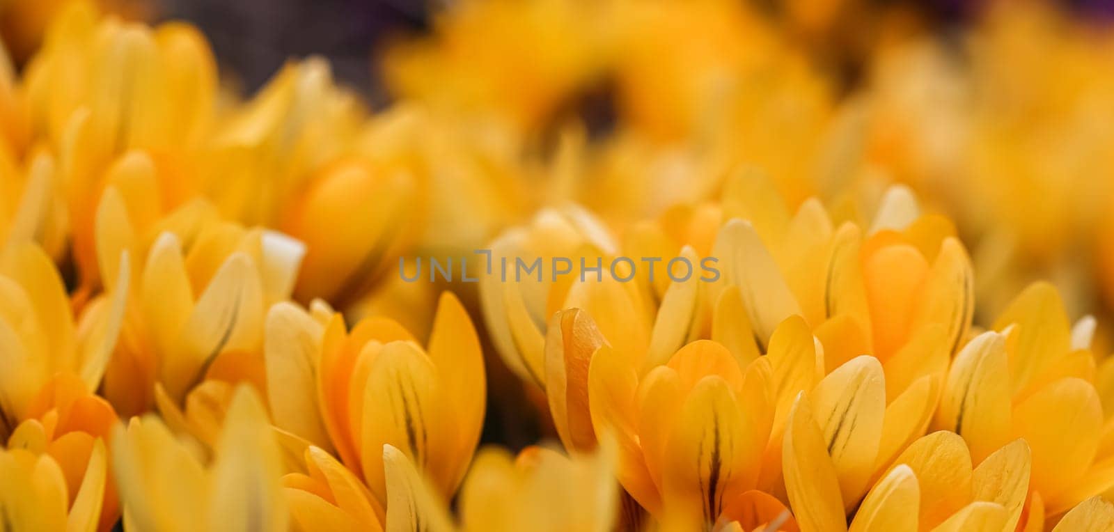 Yellow crocus flowers. Macro floral background for holiday design by Olayola