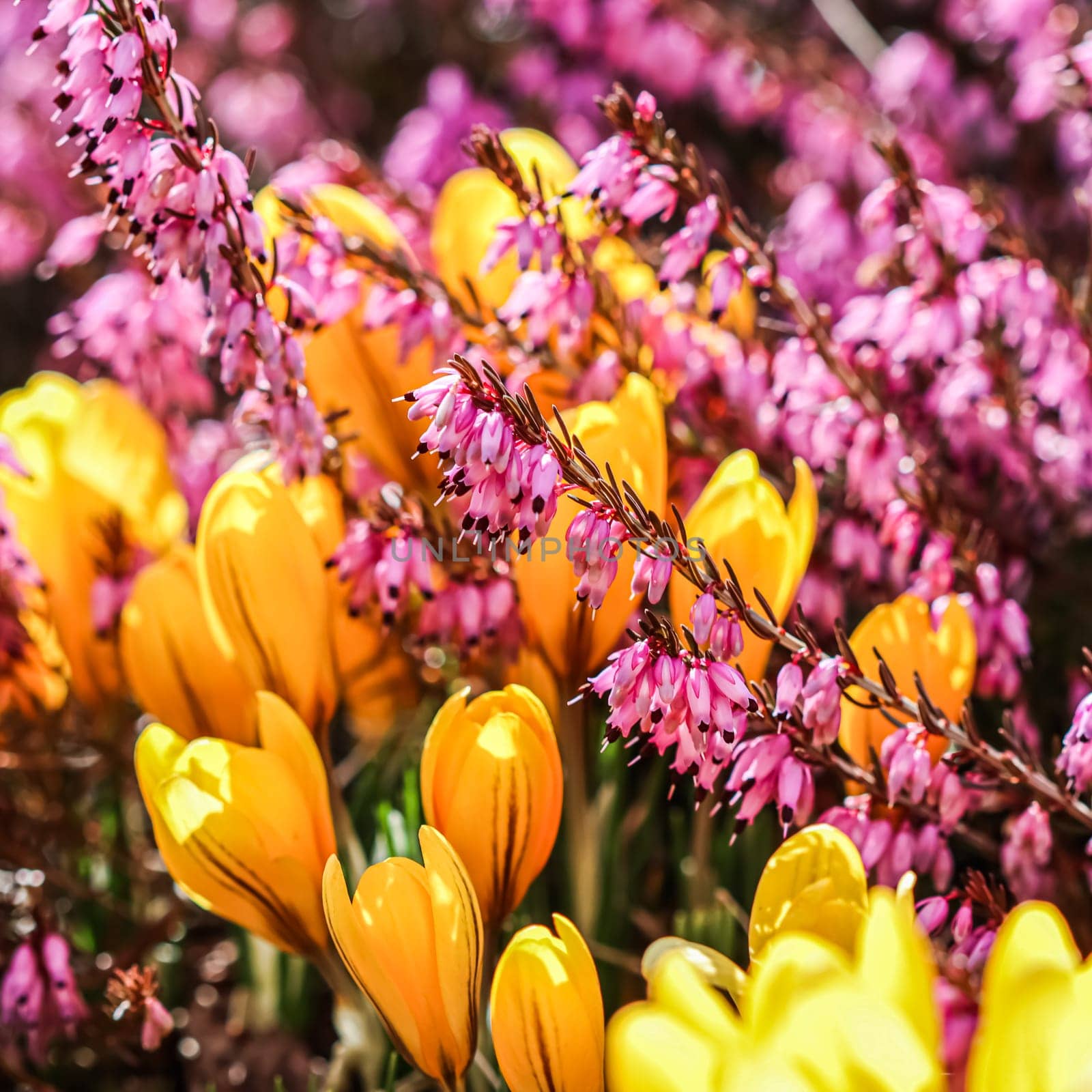 Yellow crocuses and pink Erica carnea flowers in the garden in early spring. Floral background, botanical concept