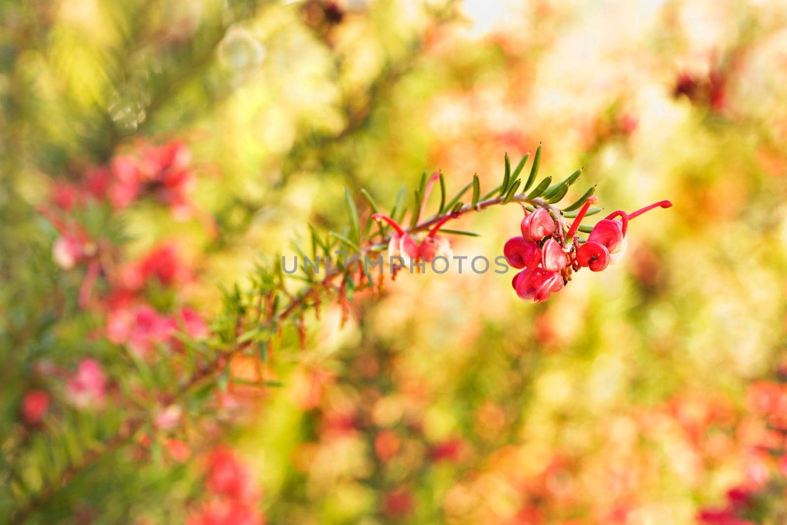 Flowering plant of rosemary grevillea , grevillea rosmarinifolia ,shrub with red flowers
