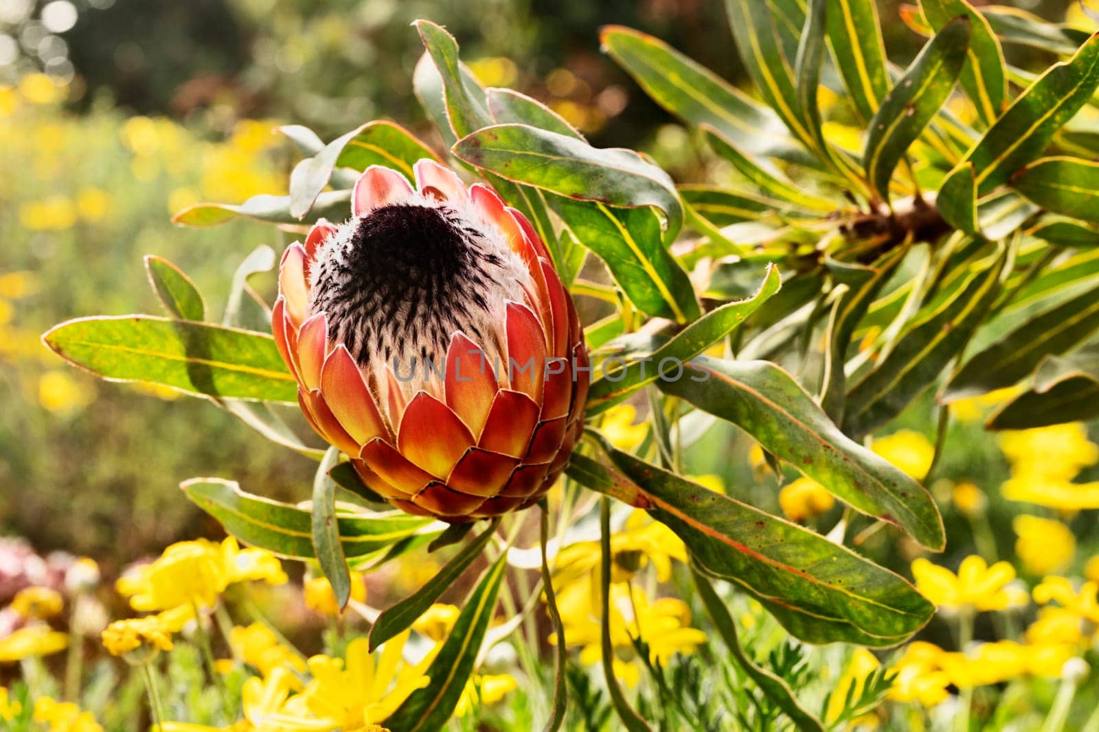 Flower of sugarbush protea flowering plant
