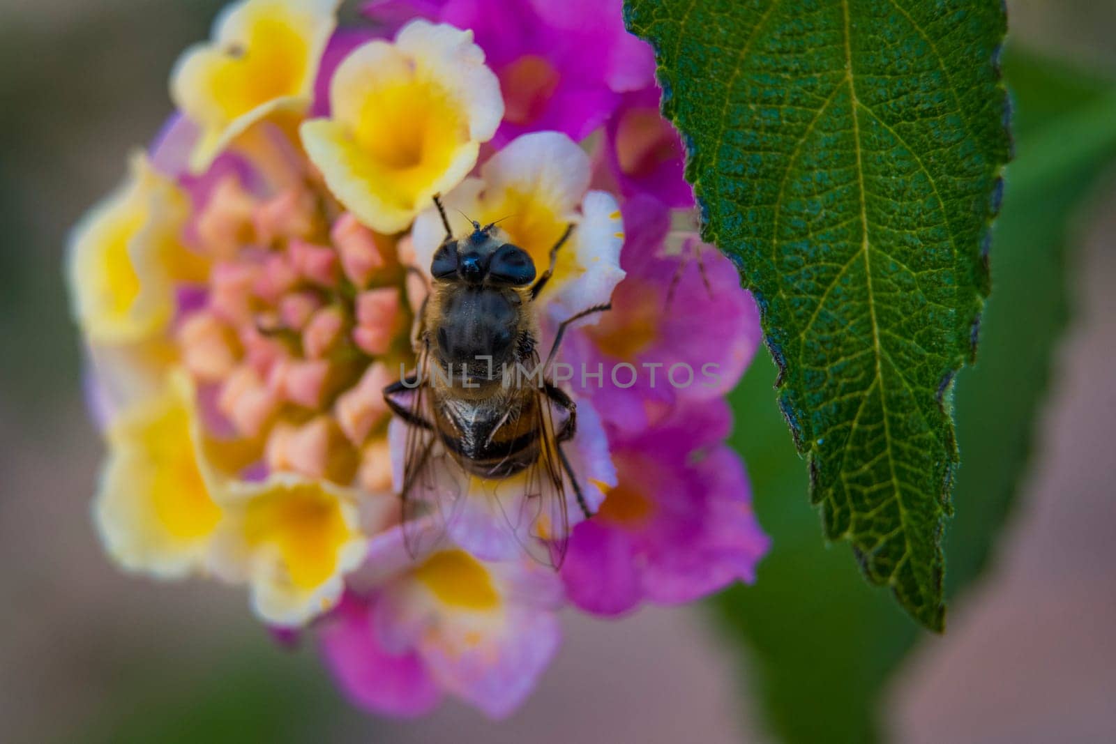 Bee eating nectar on a vivid and colorful close-up of a lantana camara ornamental flower in the garden by kb79