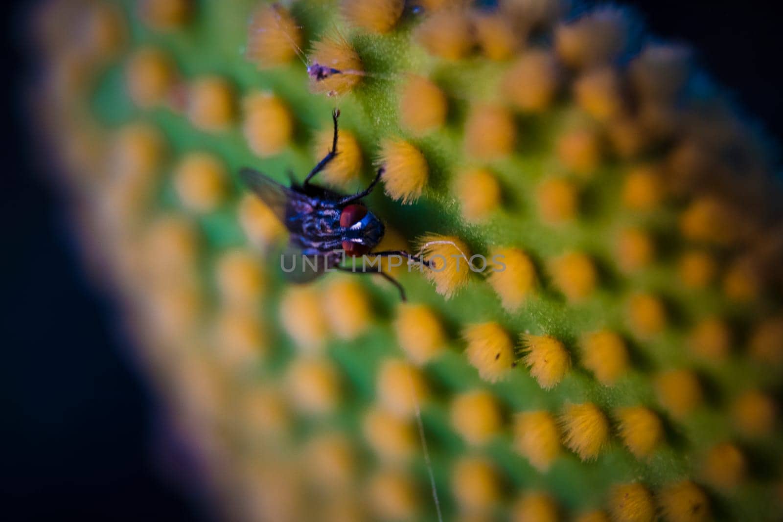 Closeup and macro shot of of a fly sitting on the aereole of the Optunia cactus with spines and glochids creating a pattern on green background.