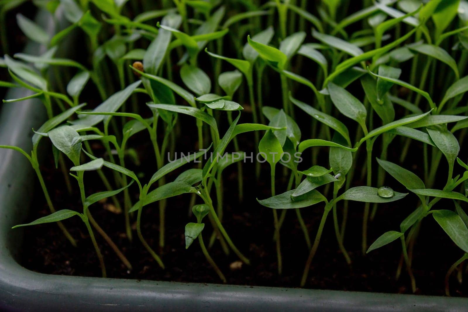 Pepper seedlings in a tray on the windowsill, growing seedlings, close-up. Selective focus