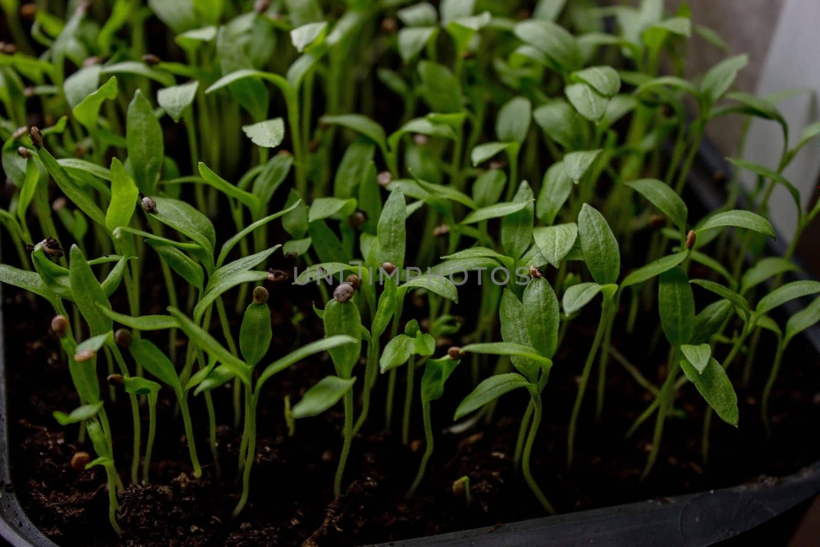 Pepper seedlings in a tray on the windowsill, growing seedlings, close-up. Selective focus