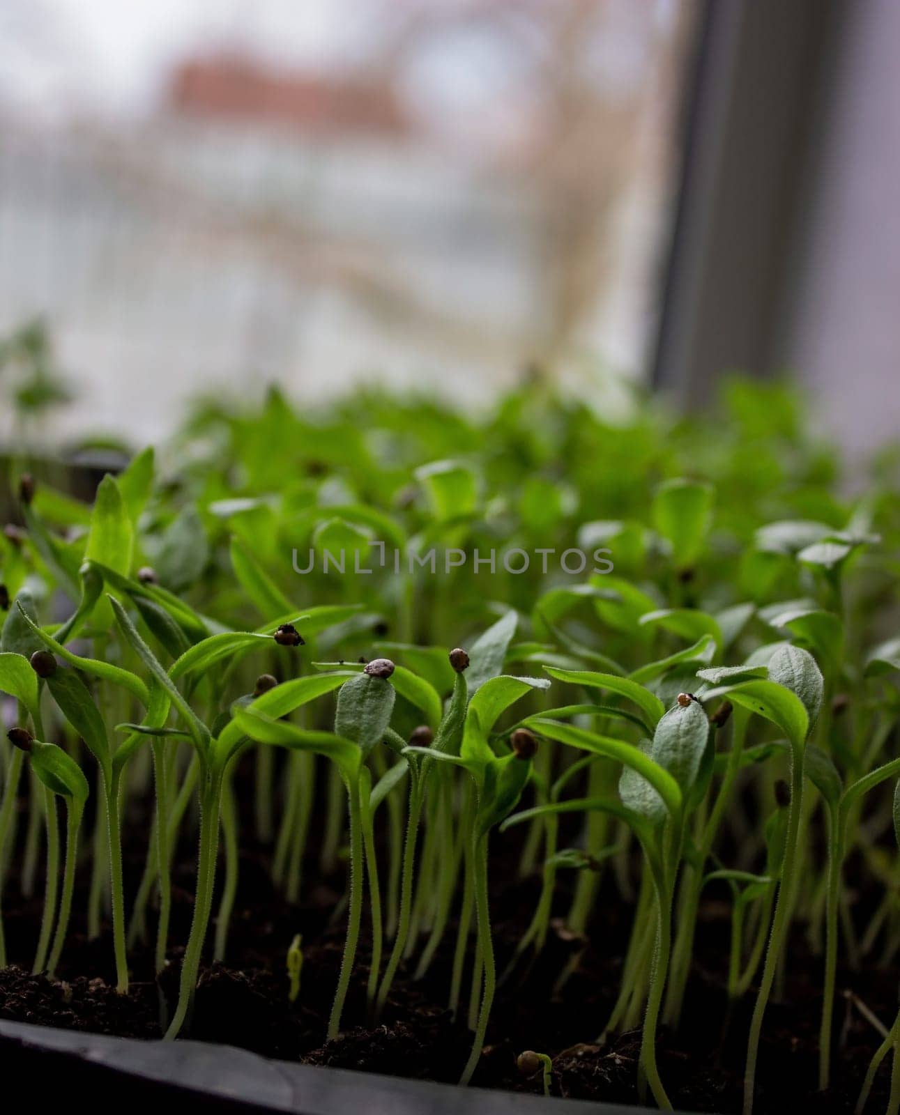 Pepper seedlings in a tray on the windowsill, growing seedlings, close-up. Selective focus