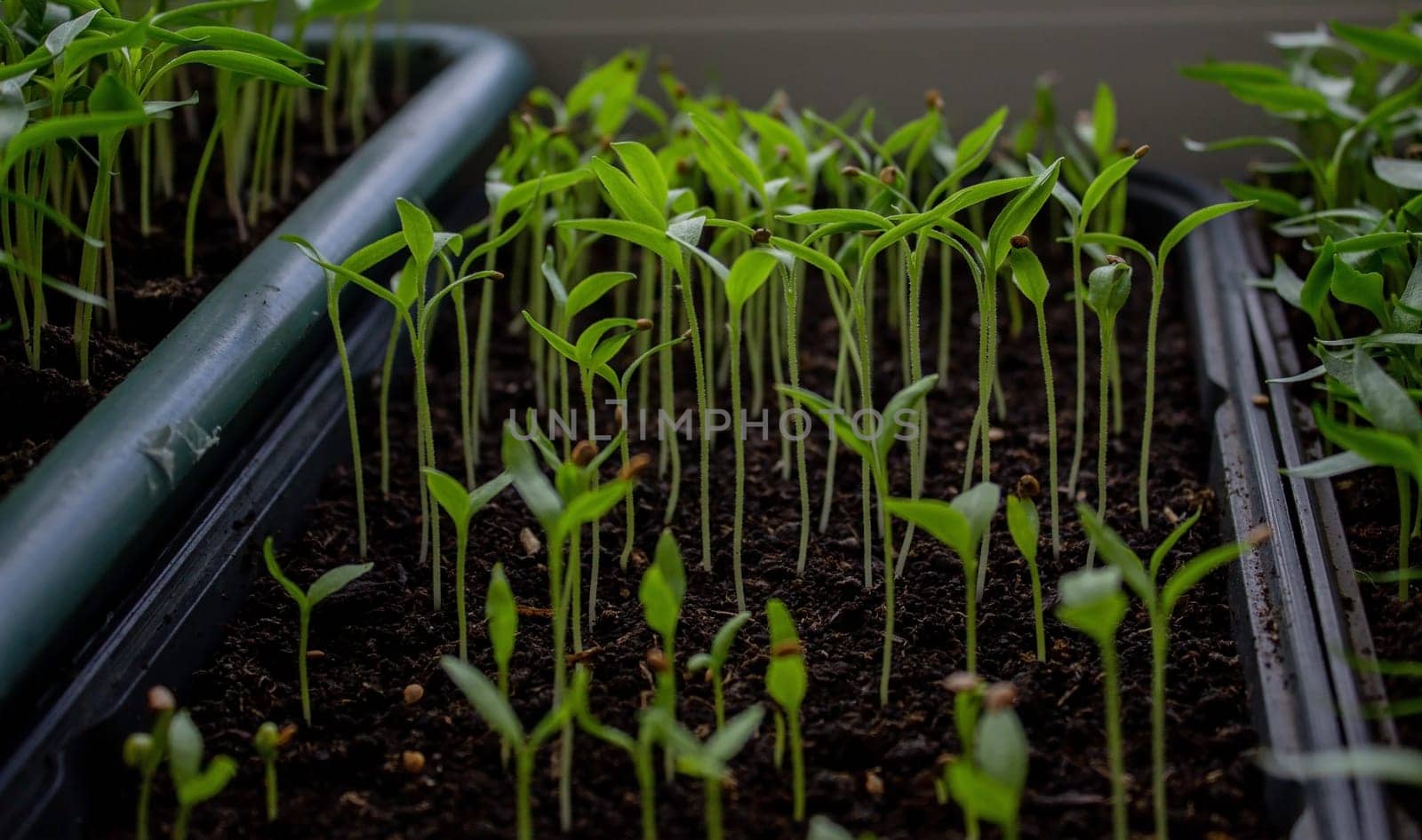 Pepper seedlings in a tray on the windowsill, growing seedlings, close-up. Selective focus