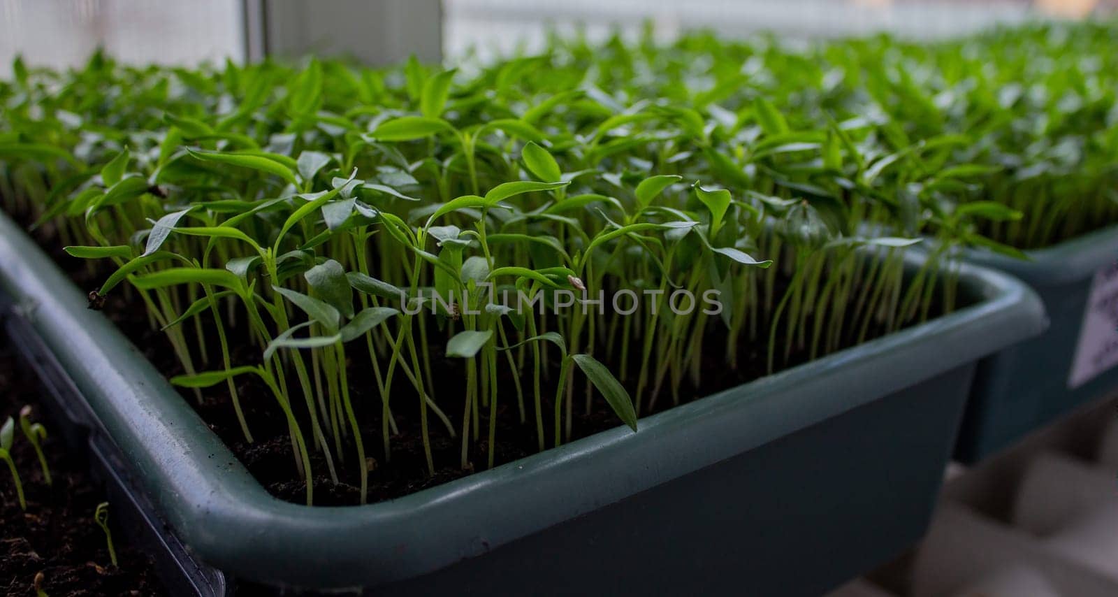 Pepper seedlings in a tray on the windowsill, growing seedlings, close-up. Selective focus