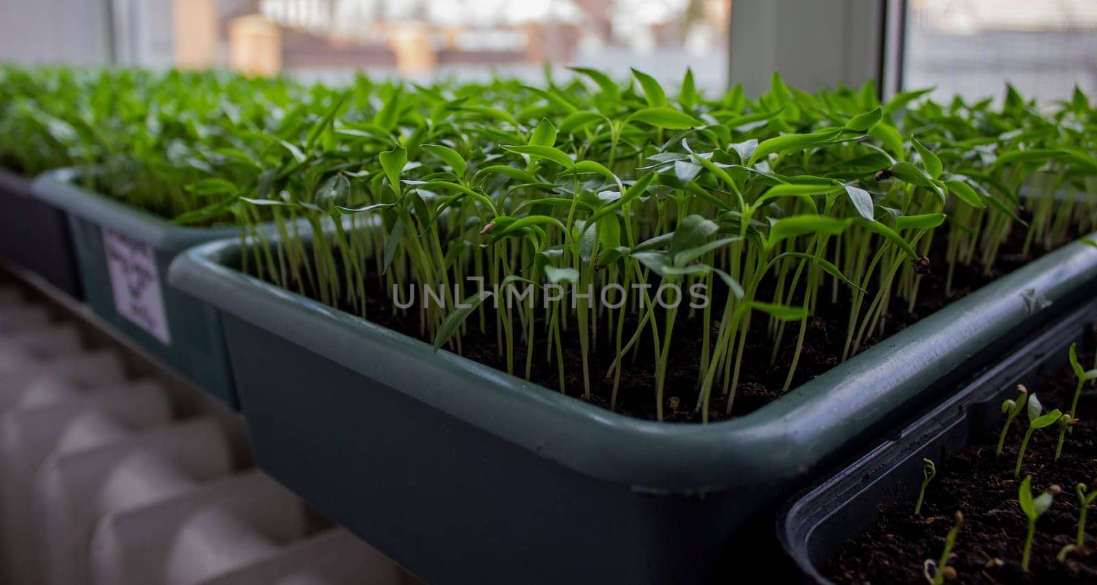Pepper seedlings in a tray on the windowsill, growing seedlings, close-up. Selective focus