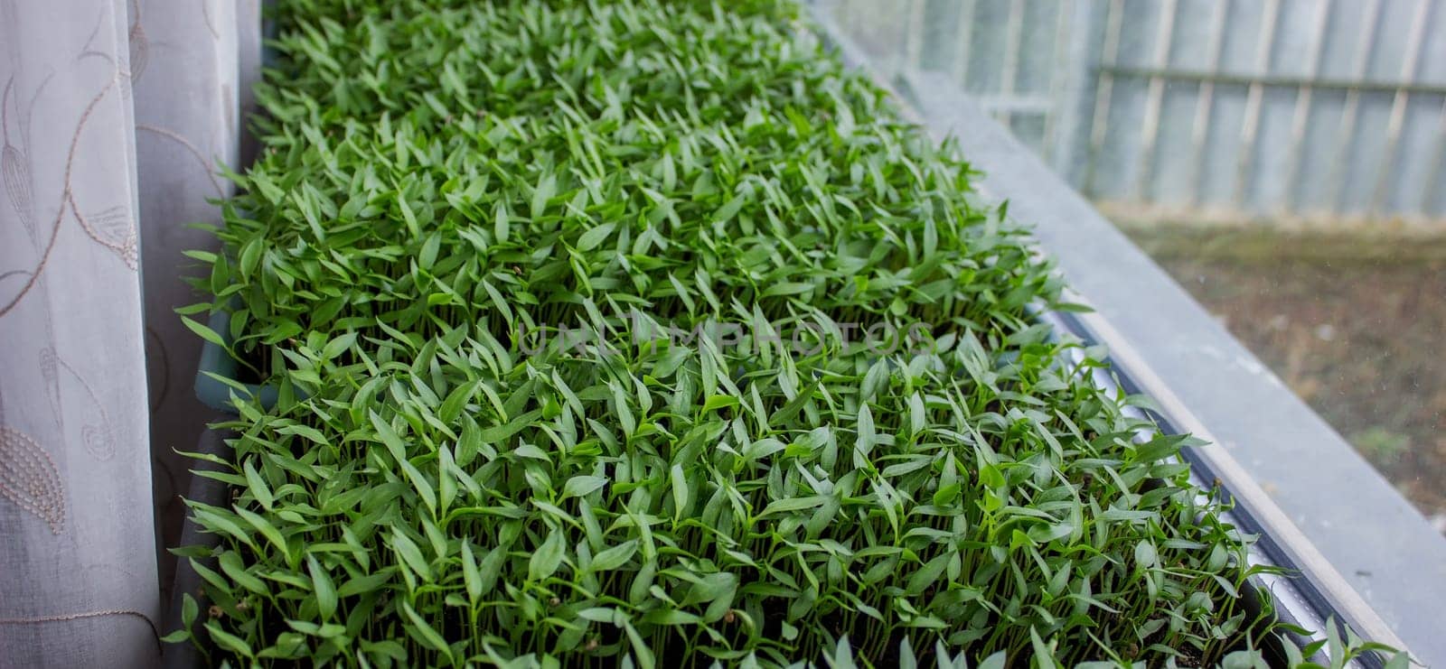 Pepper seedlings in a tray on the windowsill, growing seedlings, close-up. Selective focus