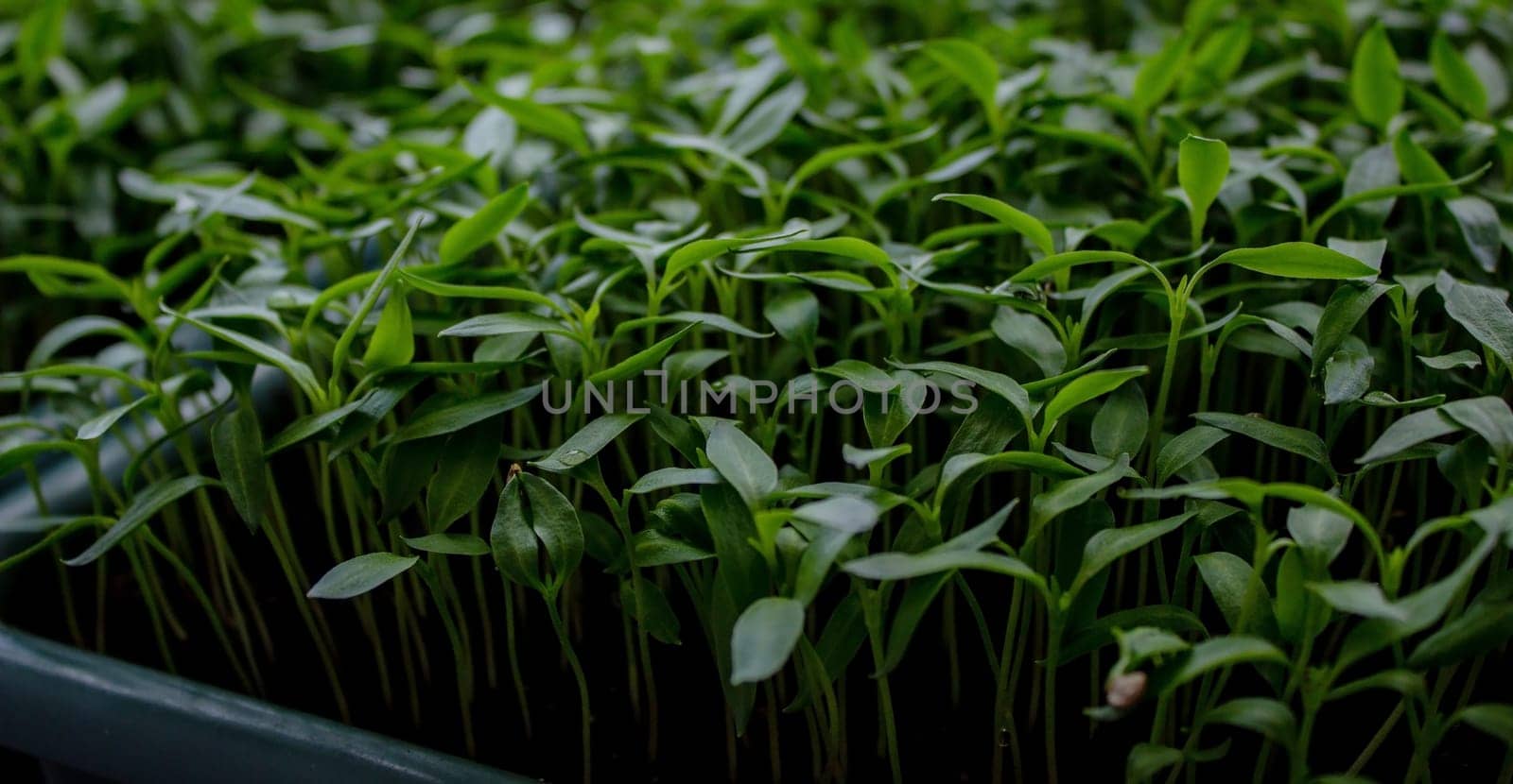 Pepper seedlings in a tray on the windowsill, growing seedlings, close-up. Selective focus