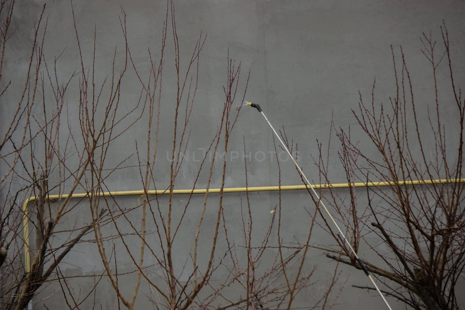 A farmer sprays a flowering fruit tree against plant diseases and pests. Selective focus