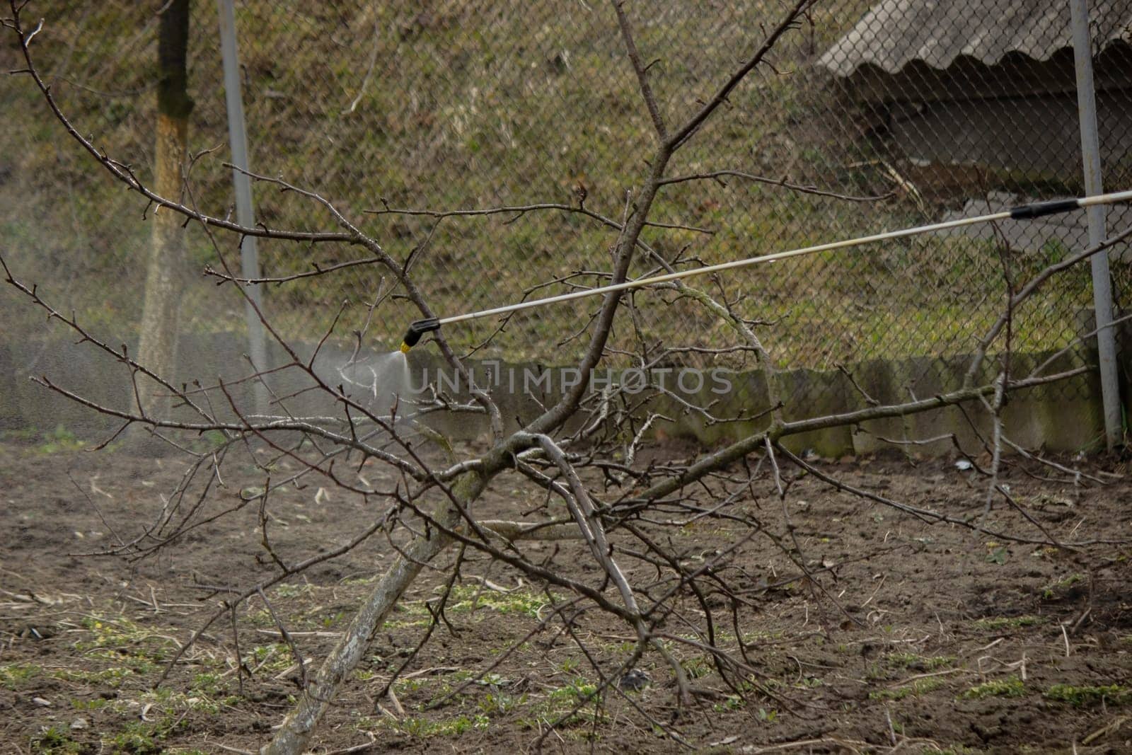A farmer sprays a flowering fruit tree against plant diseases and pests. Selective focus