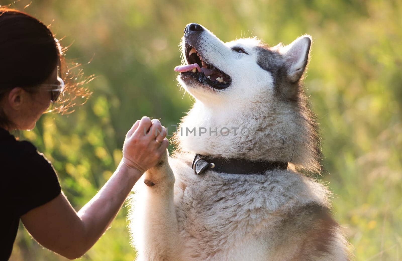 Cute happy Alaskan malamut dog high five to his owner girl and holding his paw in her hand with summer field background