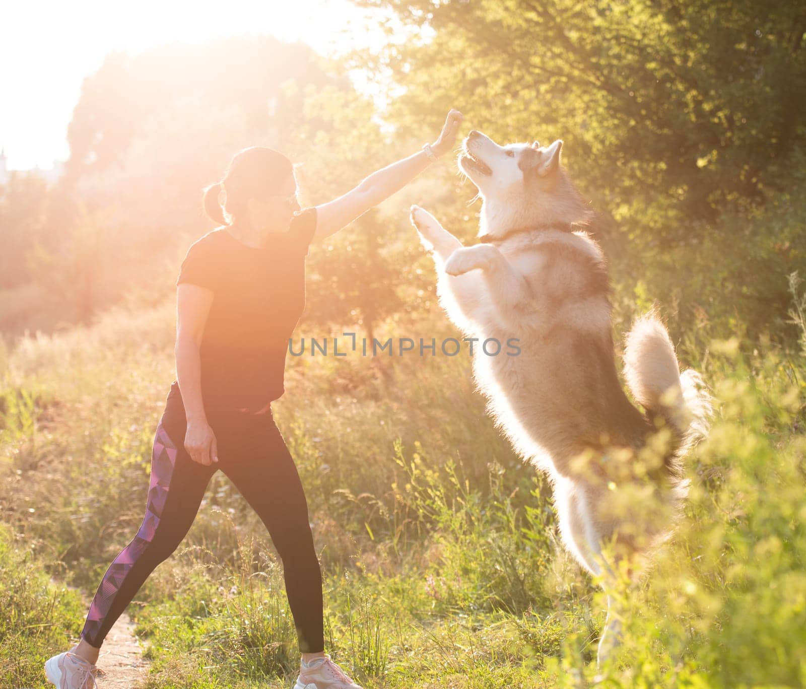 Alaskan malamut dog playing with owner girl and standing on its hind legs in the sunny field nature
