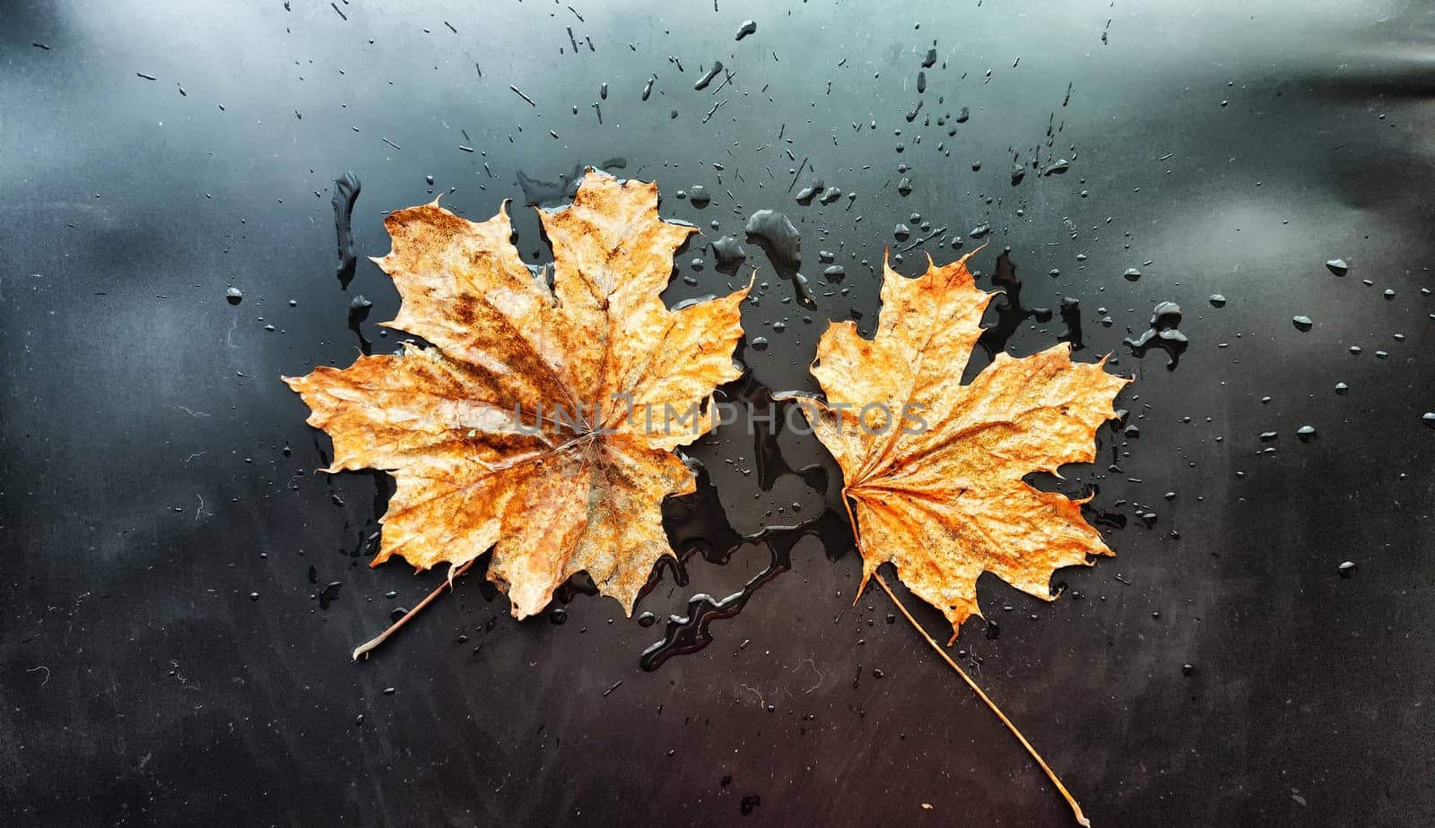 Yellow dry maple leaf in water or a puddle with drops and reflection on a black background. The concept of sad autumn day and the withering of nature. Abstract background and texture. Partial focus