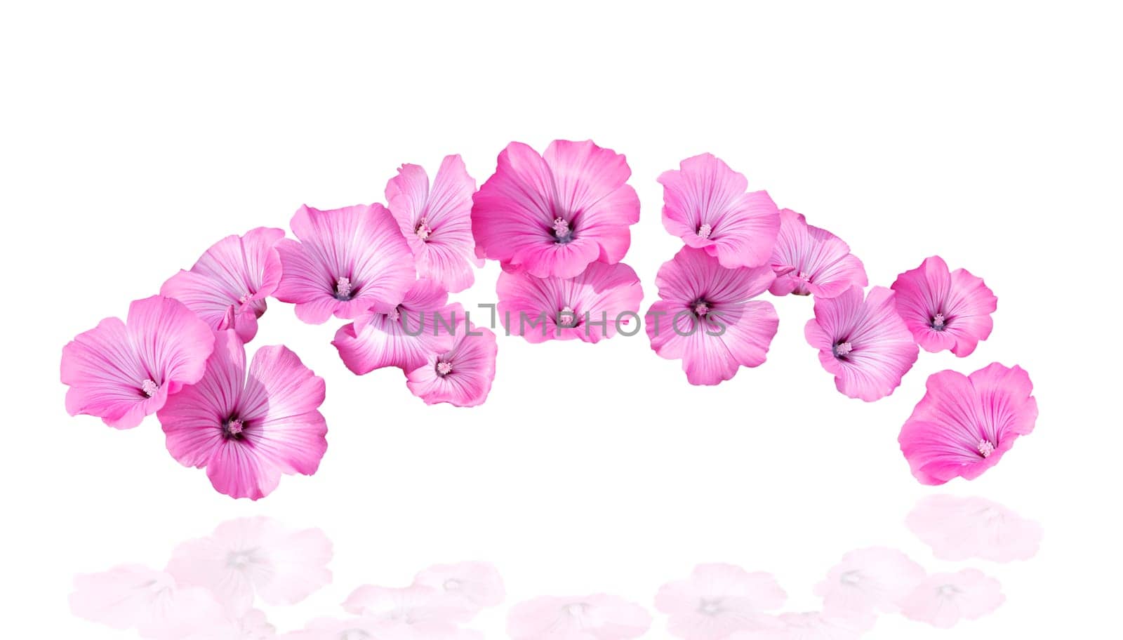 pink flowers with reflection on white background by drakuliren