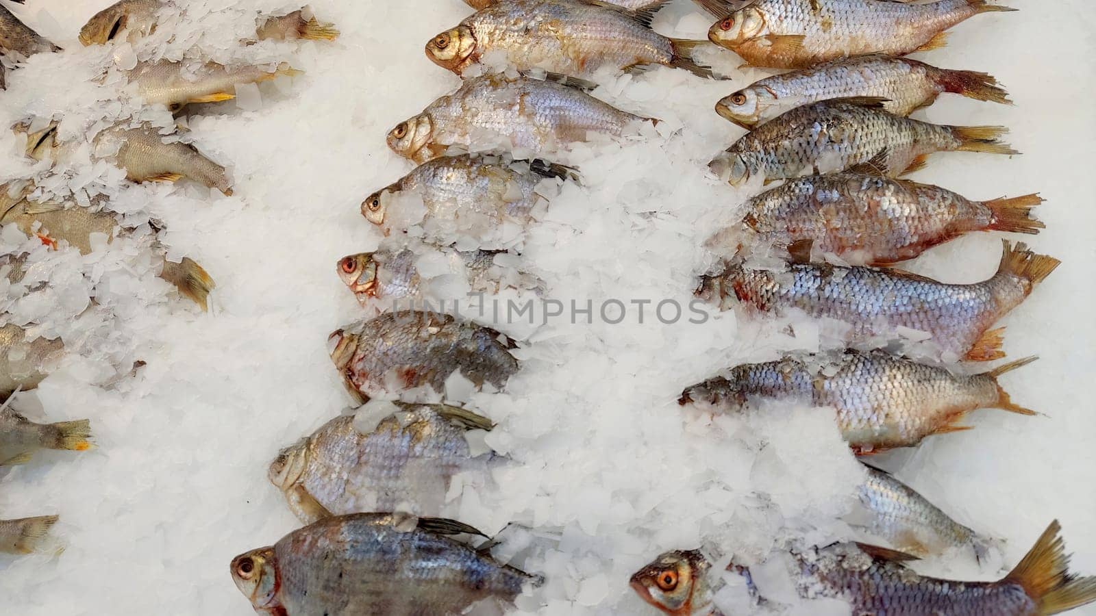Close up of Fresh chilled fish, lying in ice on the window in the supermarket. Close up.