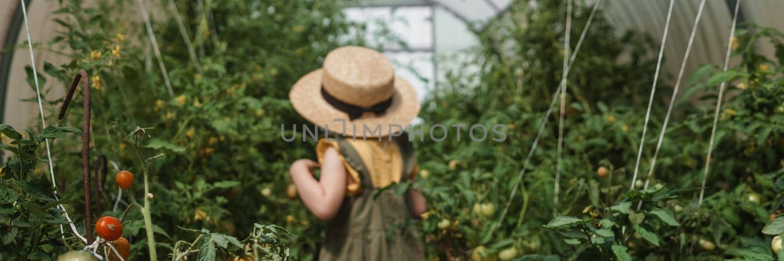 A little girl in a straw hat is picking tomatoes in a greenhouse. Harvest concept