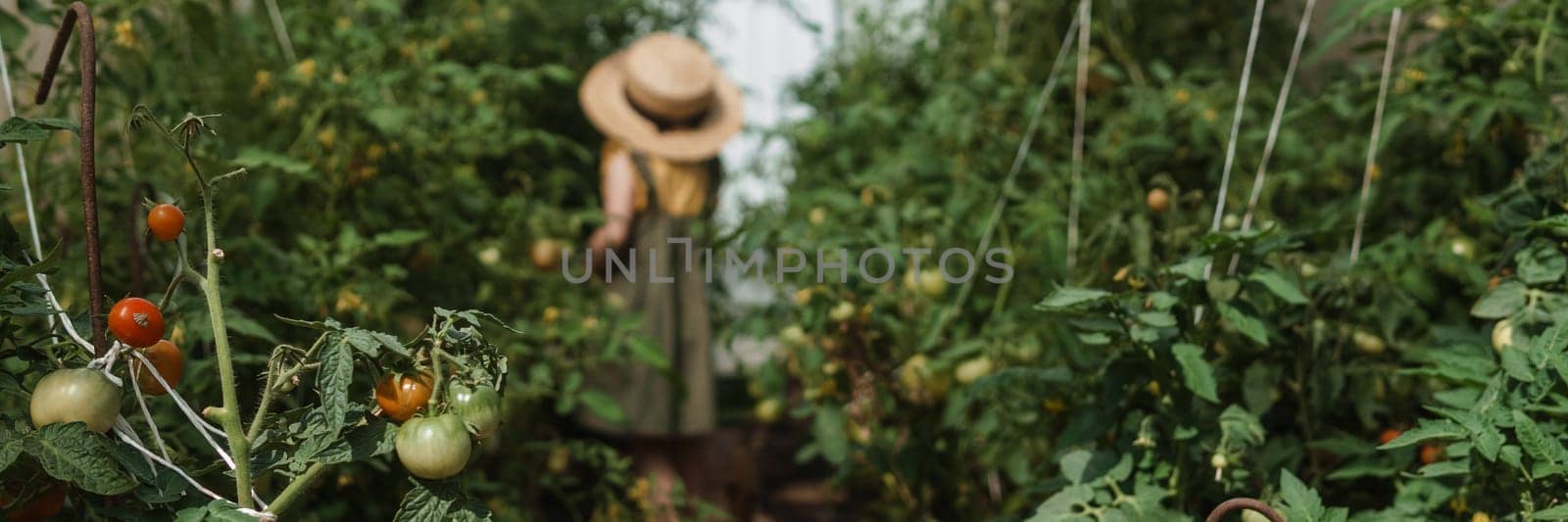 A little girl in a straw hat is picking tomatoes in a greenhouse. Harvest concept