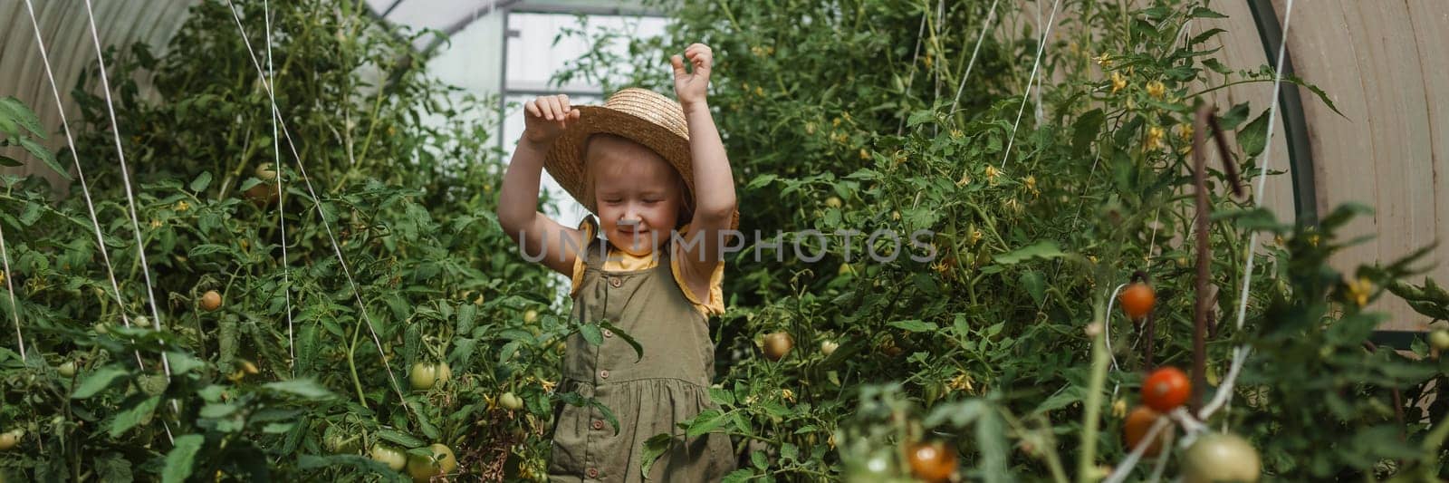 A little girl in a straw hat is picking tomatoes in a greenhouse. Harvest concept