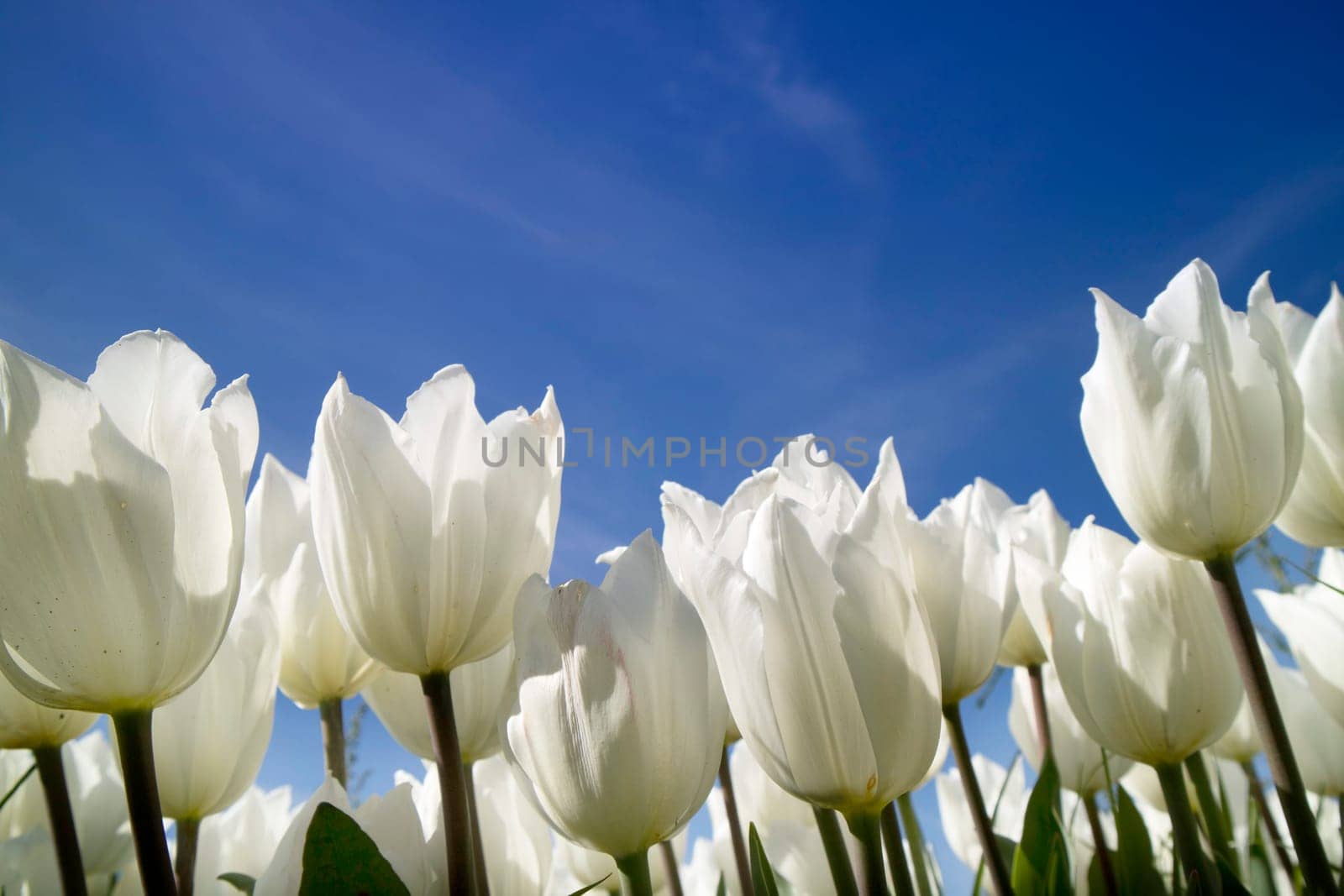 Photographic documentation of a white tulip cultivation by fotografiche.eu