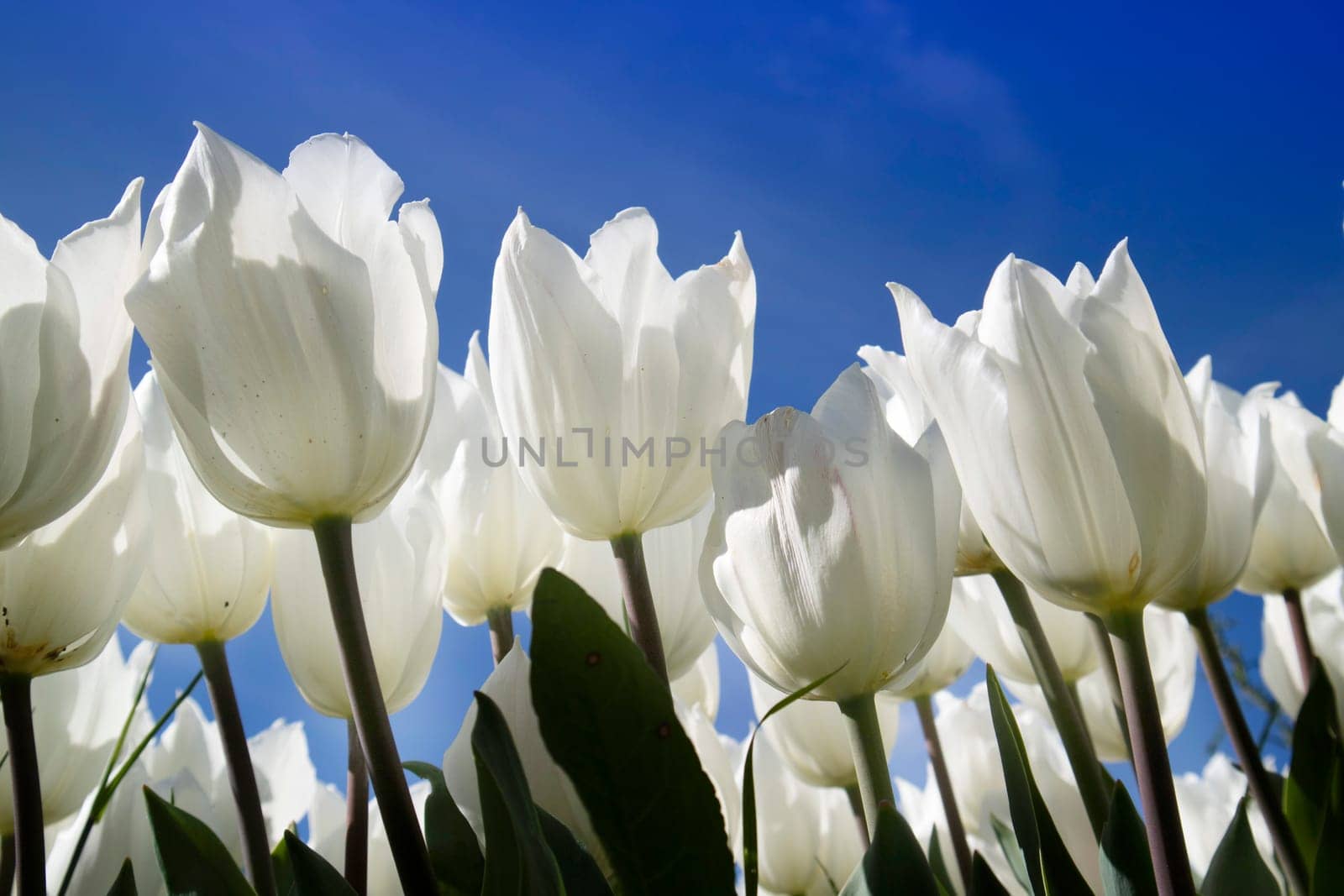 Photographic documentation of a white tulip cultivation by fotografiche.eu