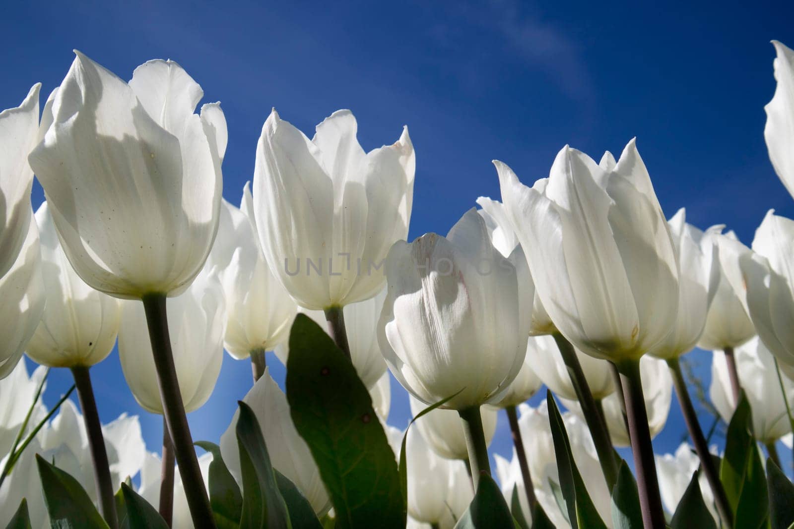 Photographic documentation of the field cultivation of the white tulip 