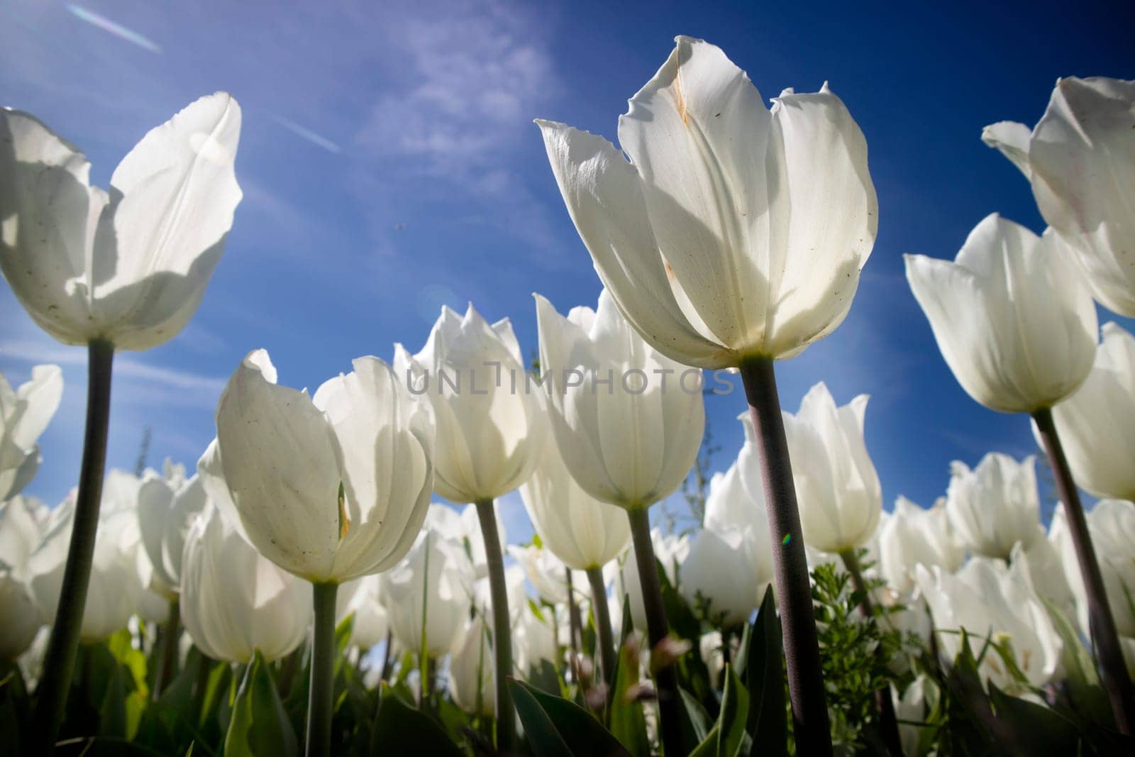 Photographic documentation of the field cultivation of the white tulip 