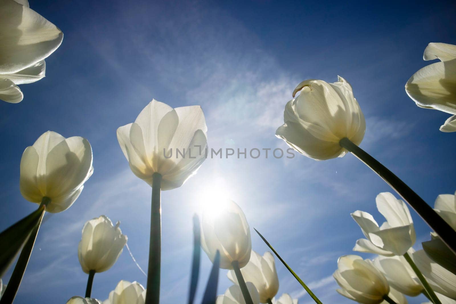 Photographic documentation of the field cultivation of the white tulip 