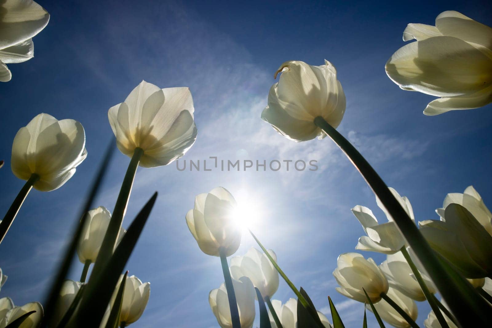 Photographic documentation of the field cultivation of the white tulip 