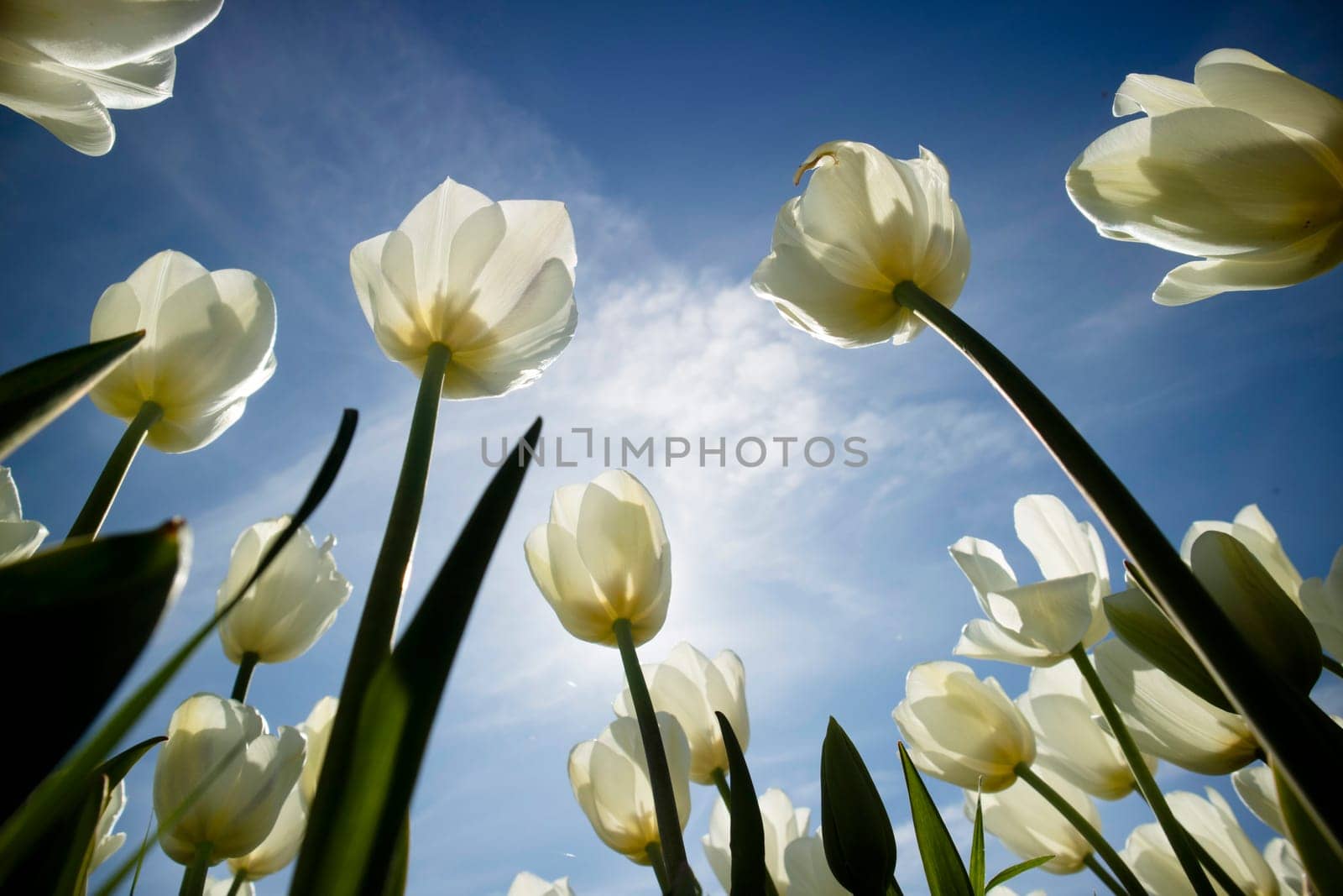 Photographic documentation of a white tulip cultivation by fotografiche.eu