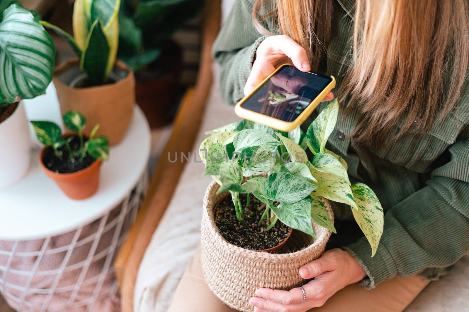 Cropped woman sitting on the couch and taking photo of a lot of plants. Cozy home and urban jungle concept. Woman with mobile cellphone and plants by Ostanina