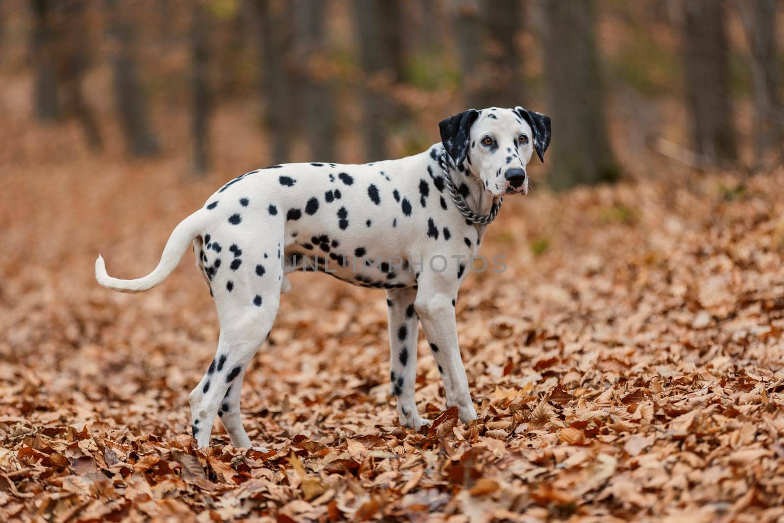 Dalmatian dog in autumn forest by zokov