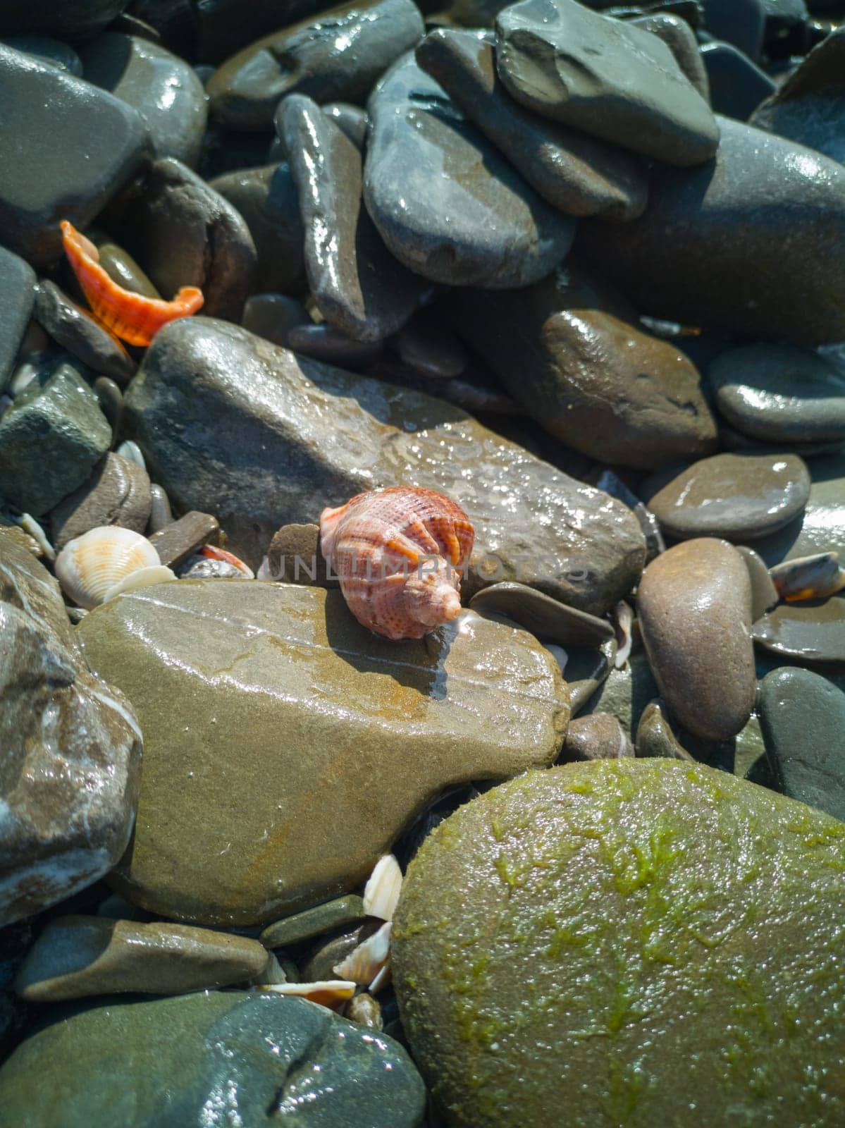 Beautiful sea shell on the sea shell among wet stones
